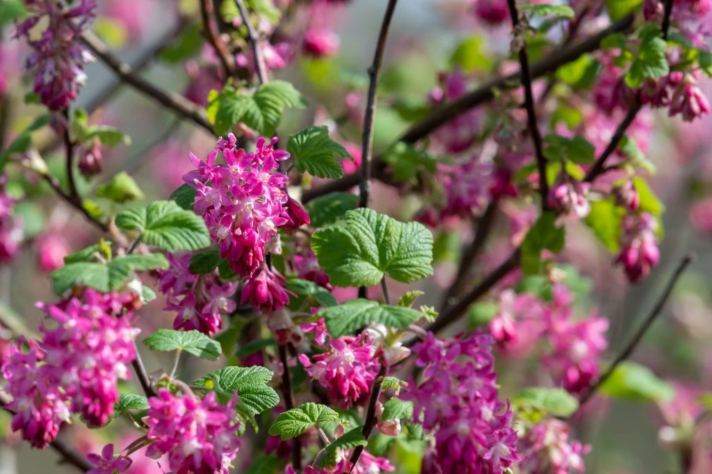 flowering currant