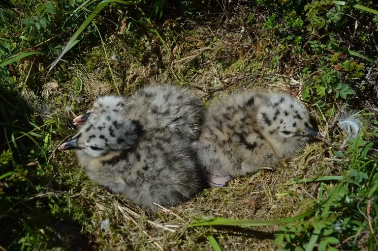 Seagull chick