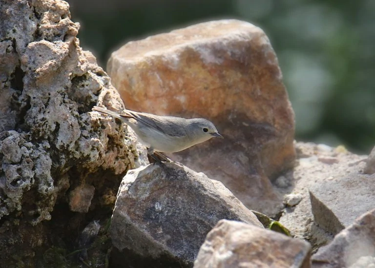 Warbling Vireo