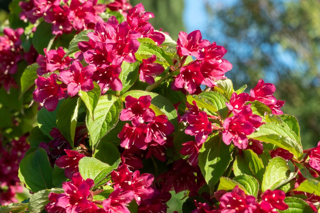 Weigela