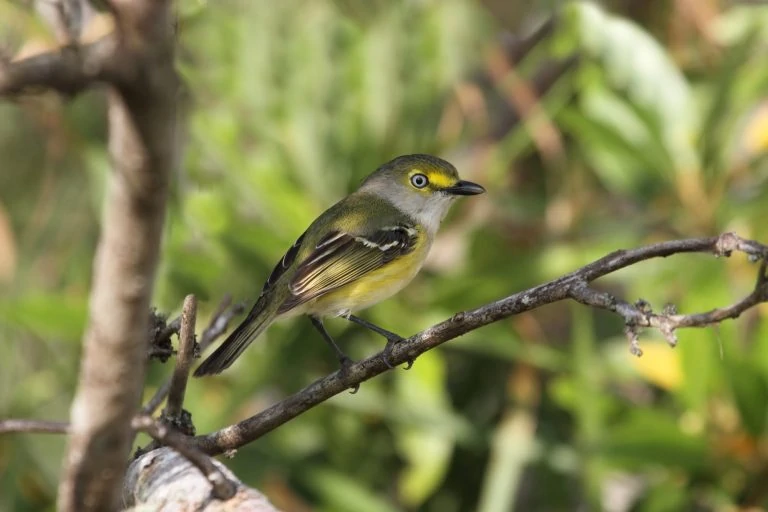 White-eyed Vireo