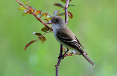 Willow Flycatcher