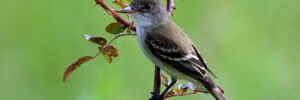 Willow Flycatcher