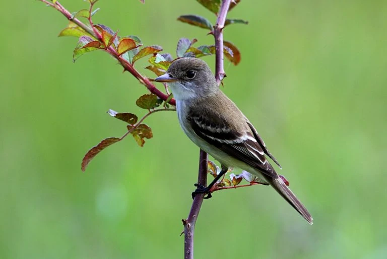 Willow Flycatcher