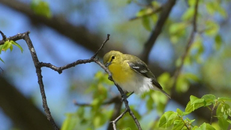 Yellow-throated Vireo