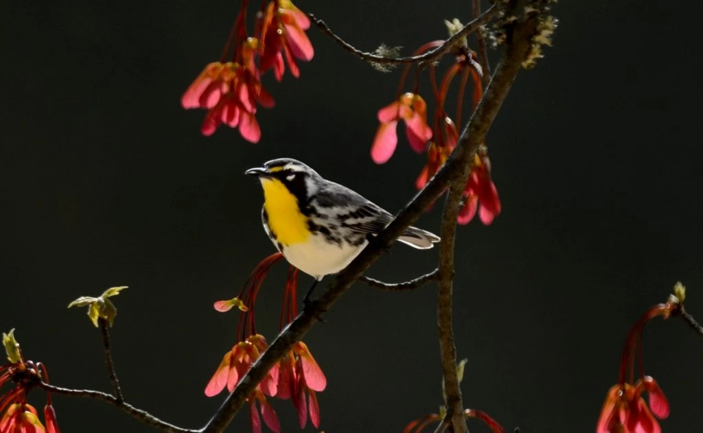 Yellow throated Warbler