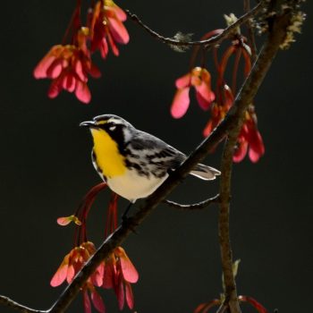 Yellow-throated Warbler