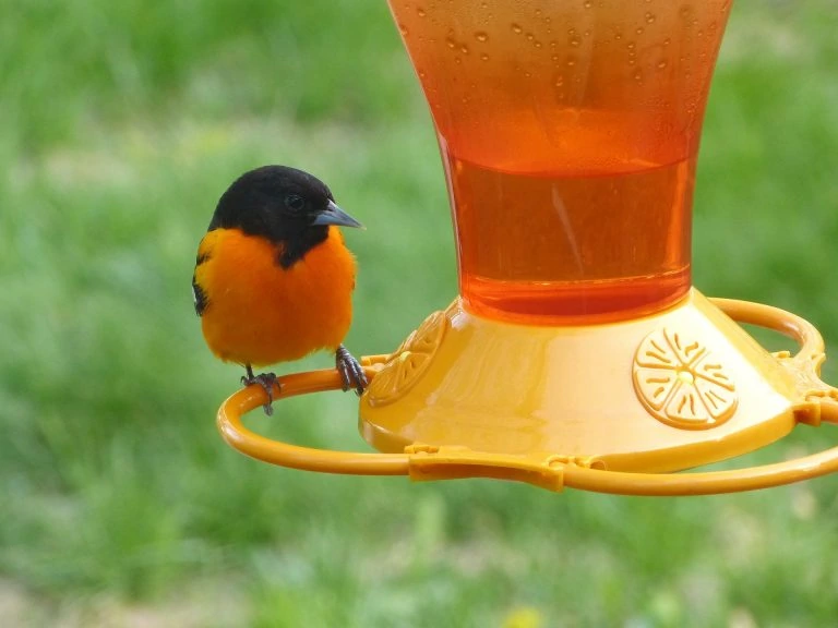 baltimore-oriole on feeder