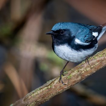 Black-throated Blue Warbler