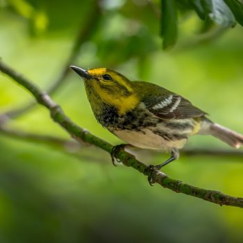 Black-throated Green Warbler