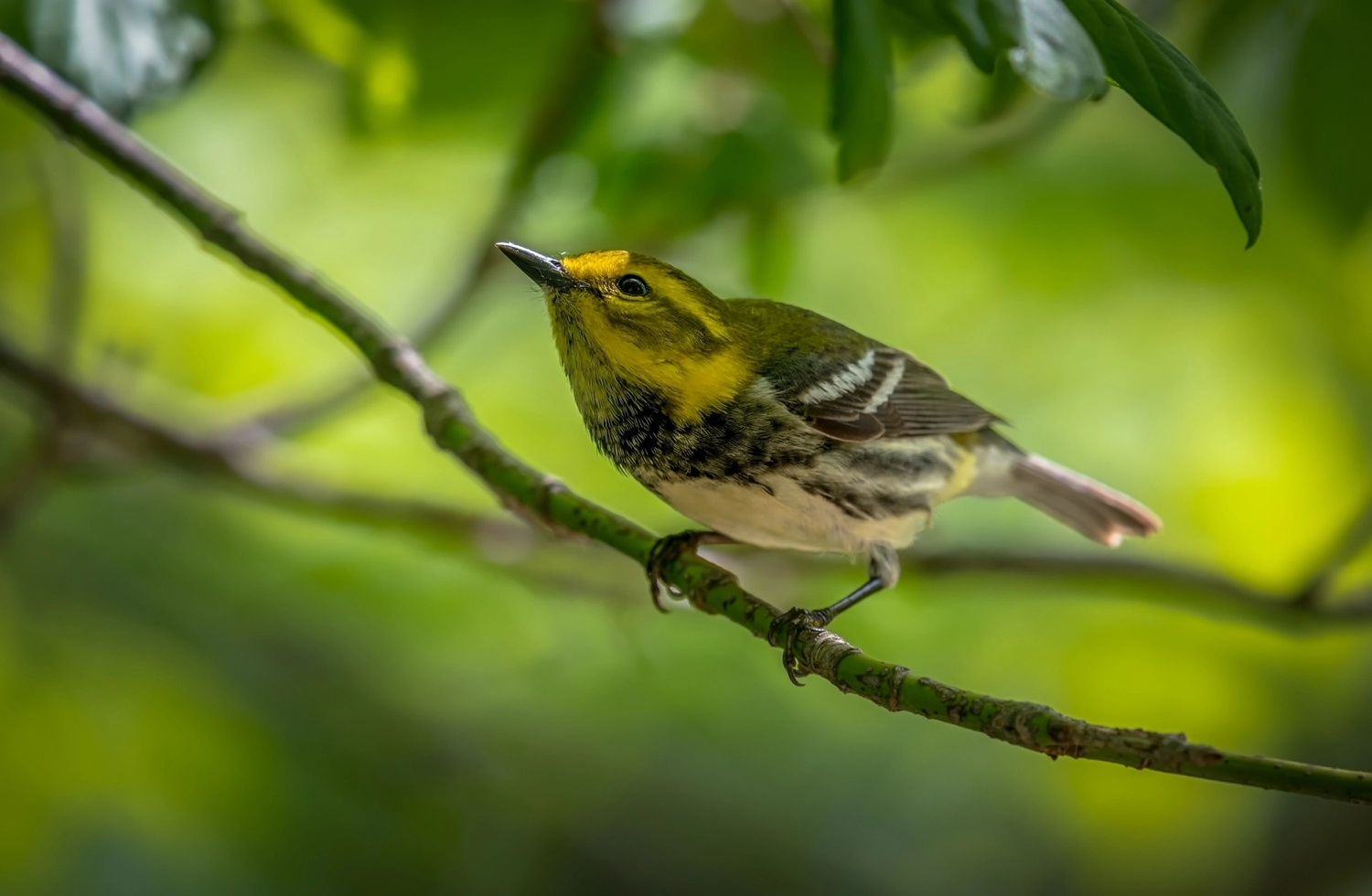 Black-throated Green warbler (Setophaga virens)