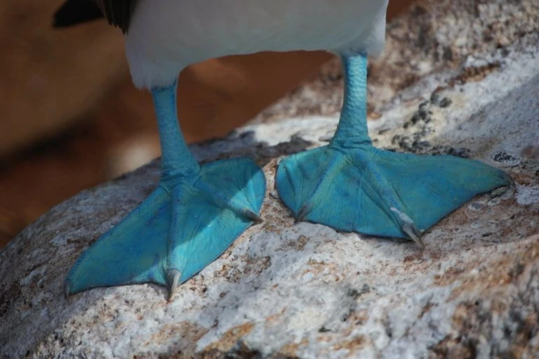 blue-footed-boobie