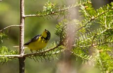 Canada Warbler