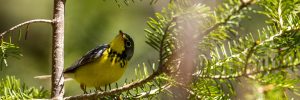 Canada Warbler