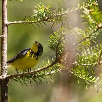 Canada Warbler