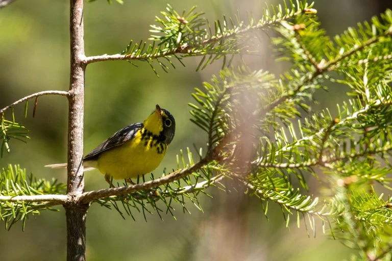 canada warbler