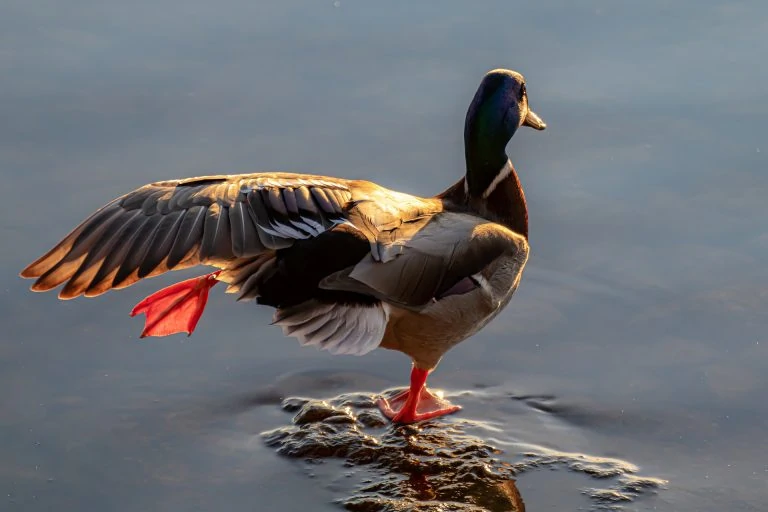 duck 2