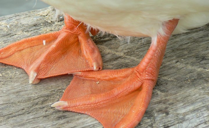 Ducks Feet – All the Facts and Pictures