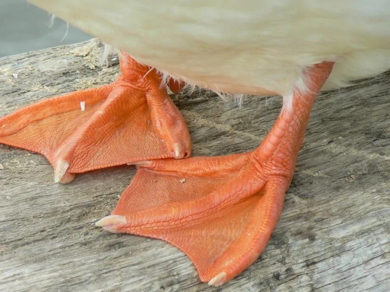 duck-feet