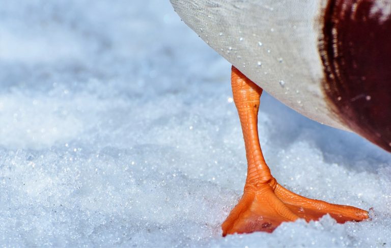 duck-foot-on ice