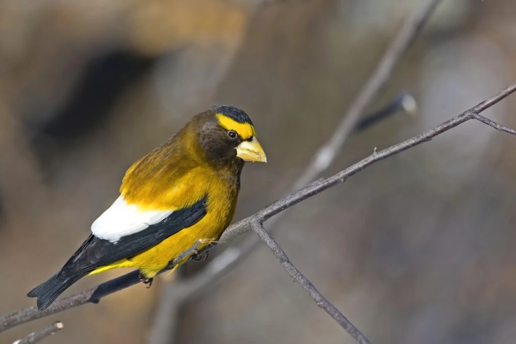 Male Evening Grosbeak, Coccothraustes vespertinus, in tree