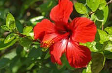 43 Red Flowers That Hummingbirds Love (For All Growing Conditions)