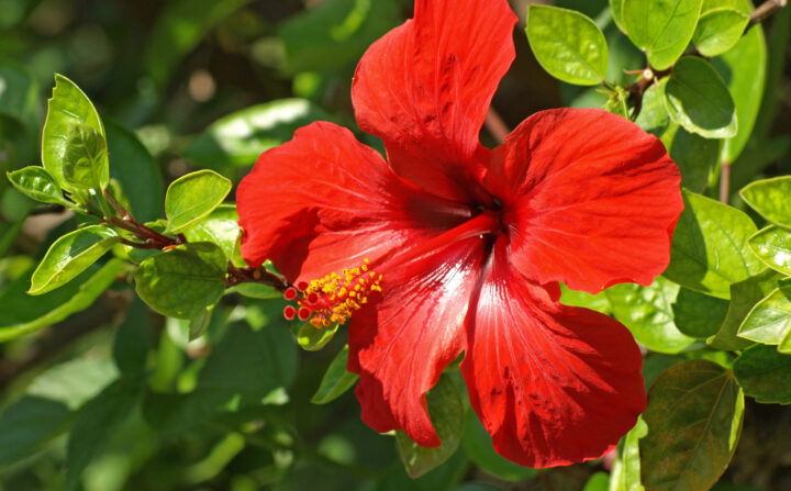 43 Red Flowers That Hummingbirds Love (For All Growing Conditions)