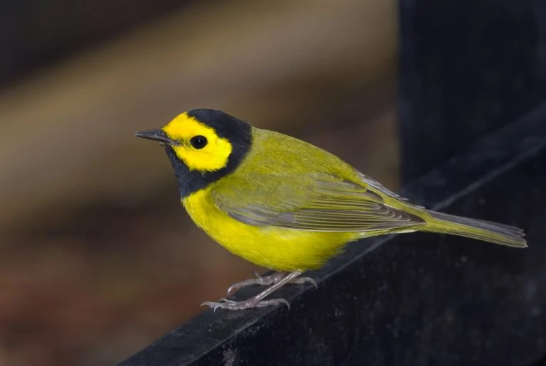 Hooded warbler