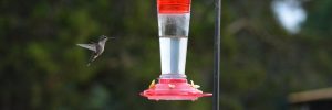 Simple Hummingbird Nectar Recipe