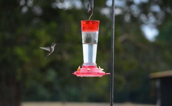 Simple Hummingbird Nectar Recipe
