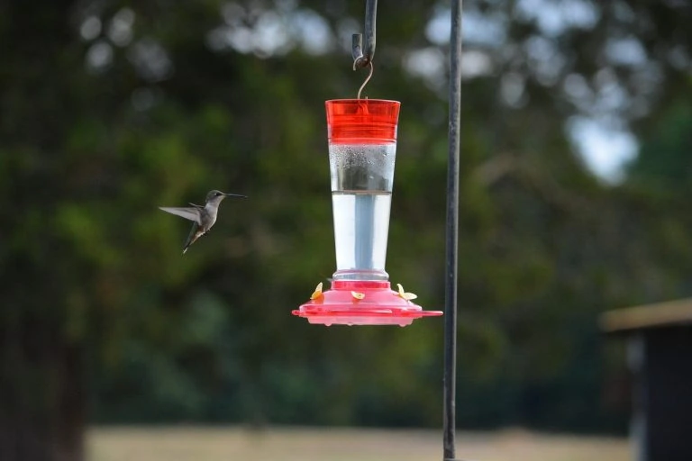 hummingbird feeding