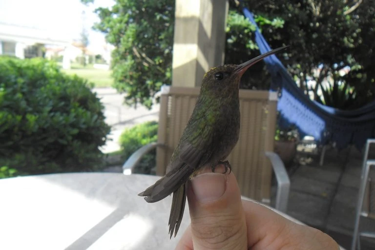 hummingbird-in hand