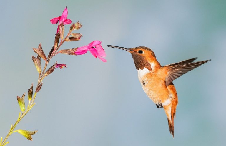 hummingbird-on flower