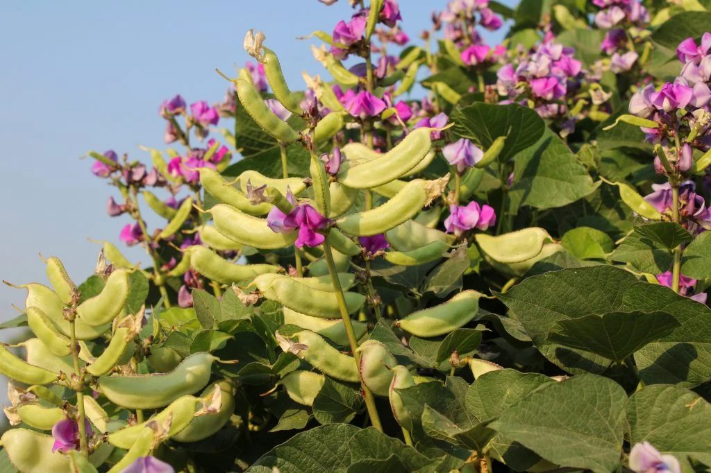 hyacinth bean tree