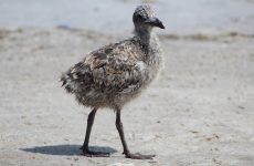 Baby Seagull – All the Facts and Pictures