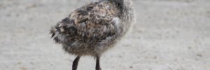 Baby Seagull – All the Facts and Pictures