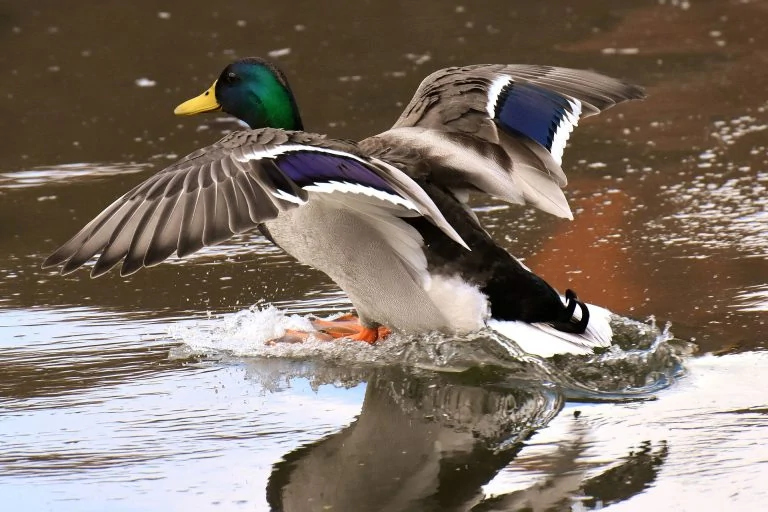 mallard-landing