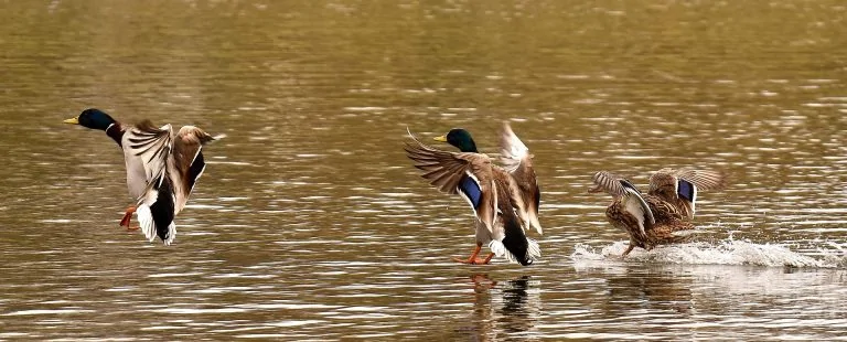 mallards-landing