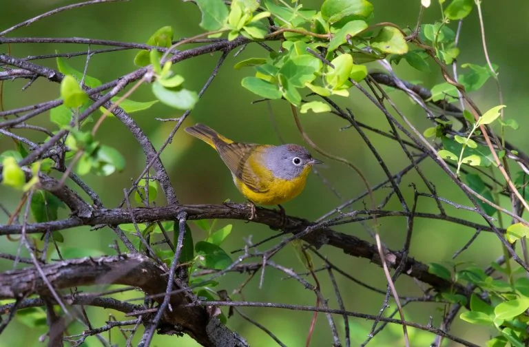 nashville warbler