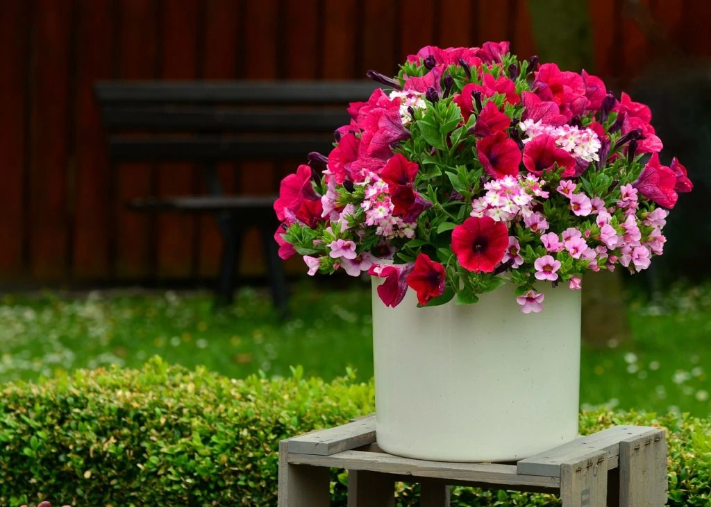 potted plants for hummingbirds