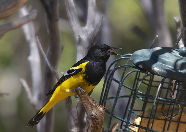 scotts oriole