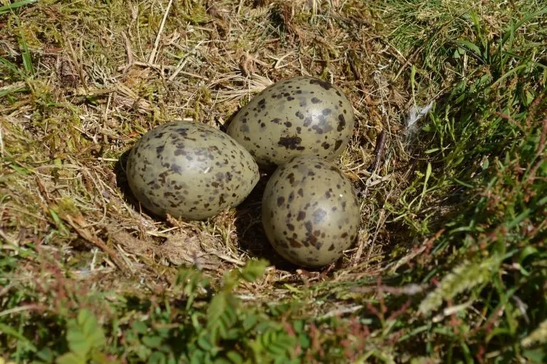 seagull-eggs