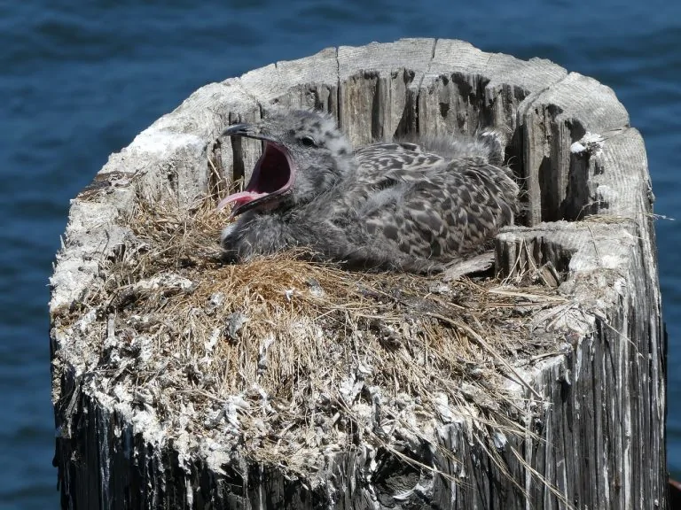 seagull chick cry