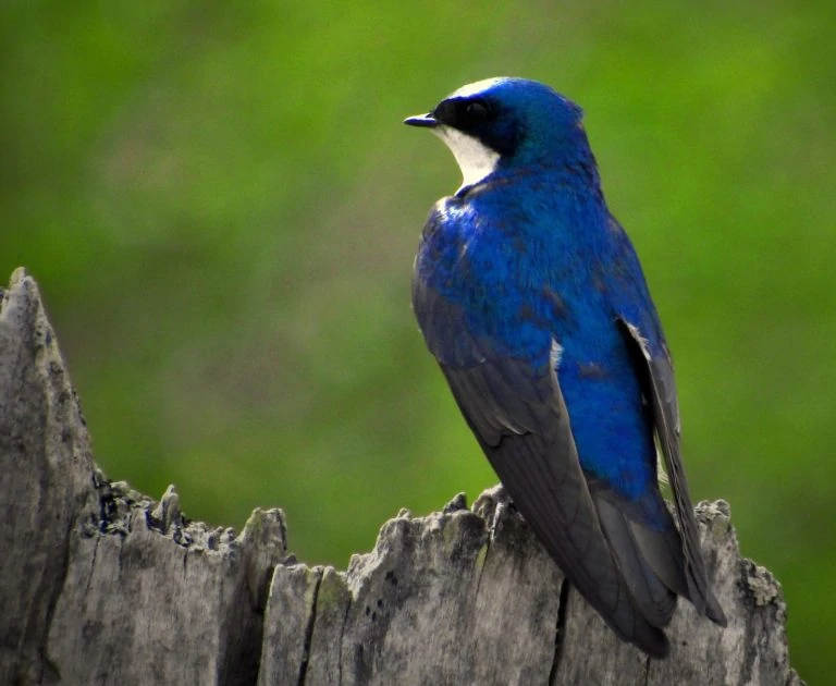 tree swallow