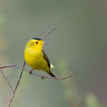 Wilson’s Warbler