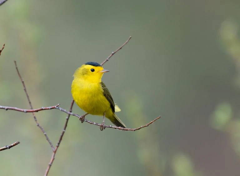 wilsons warbler