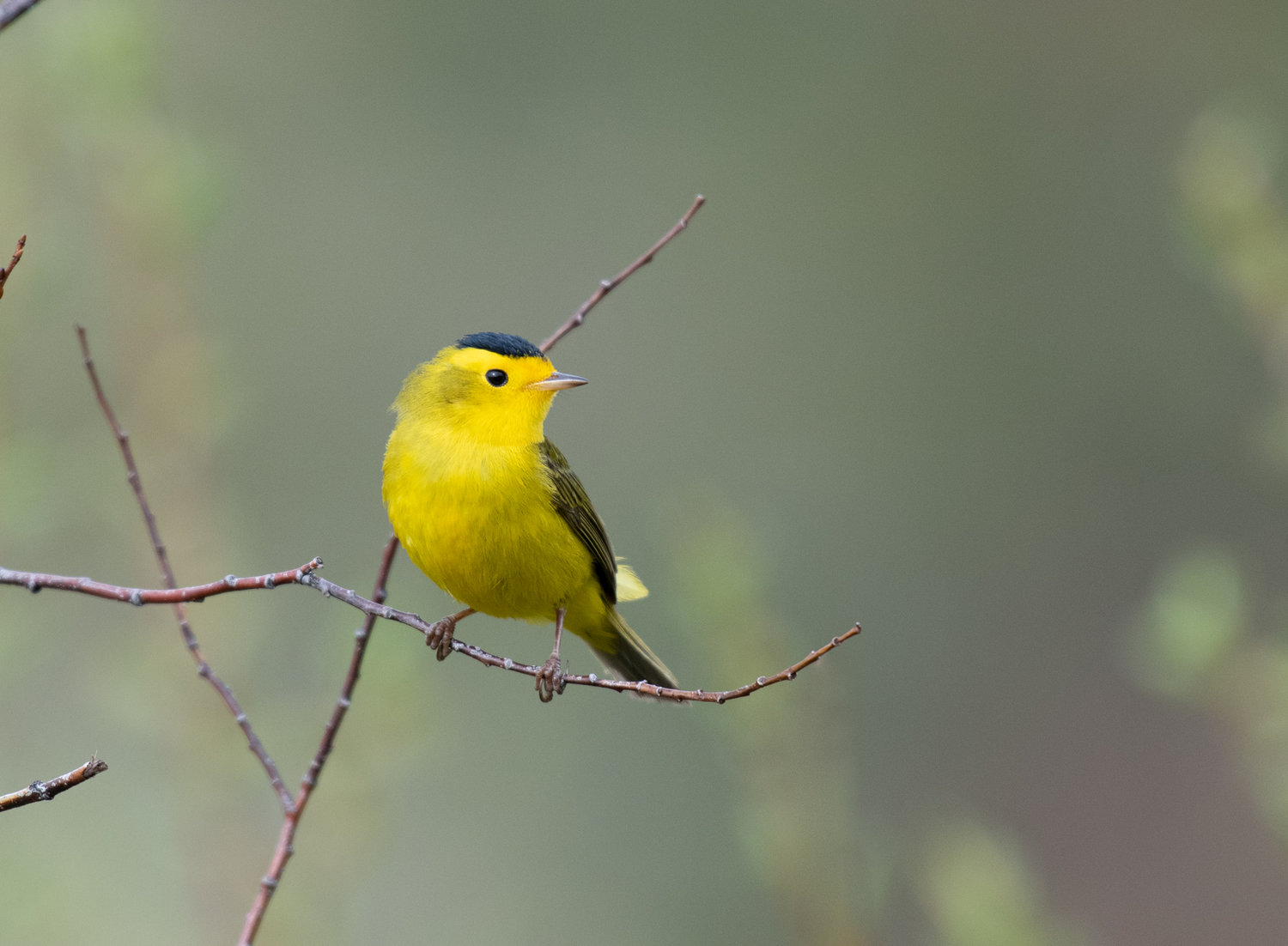 wilsons warbler