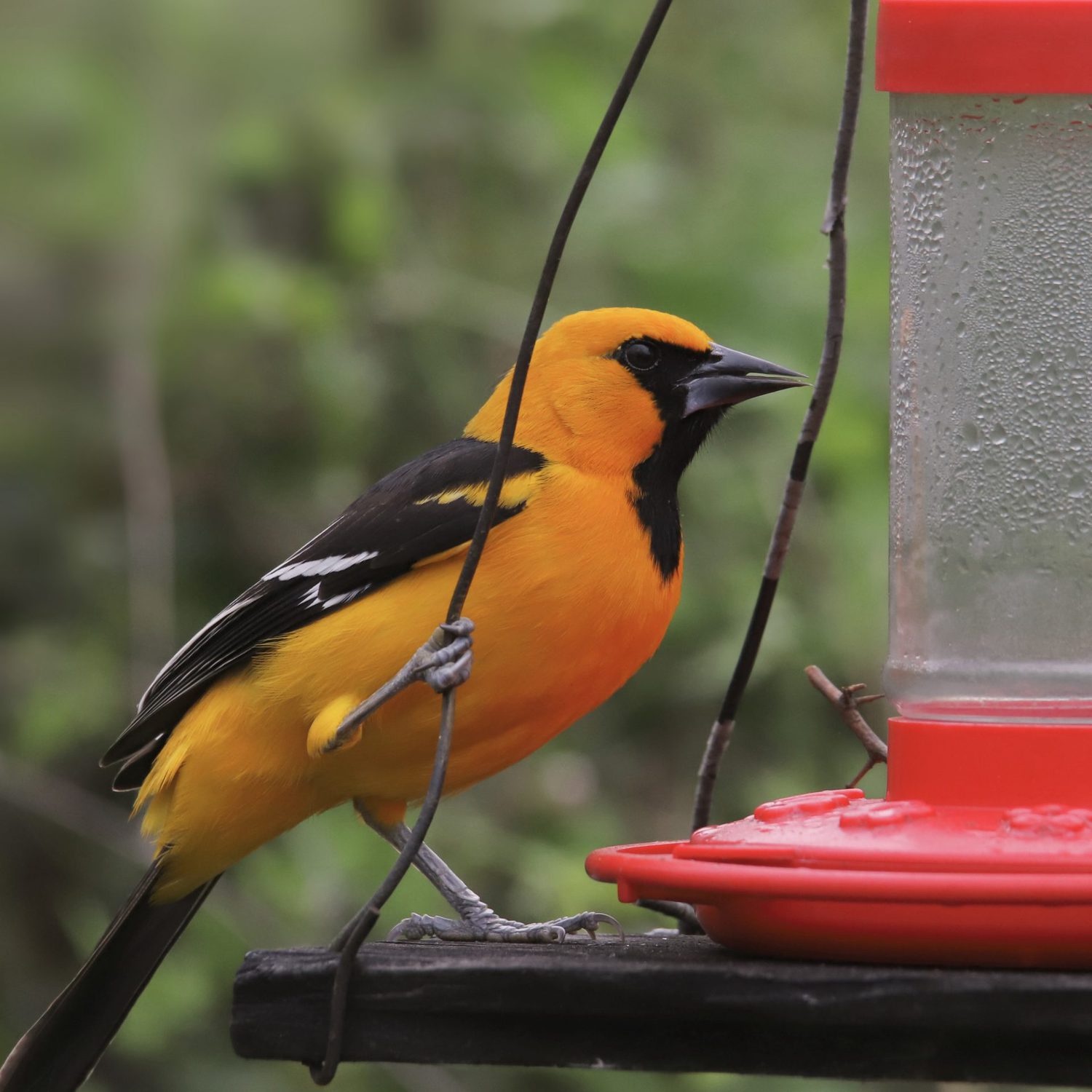 Top 104+ Images bird with orange chest and black wings Superb