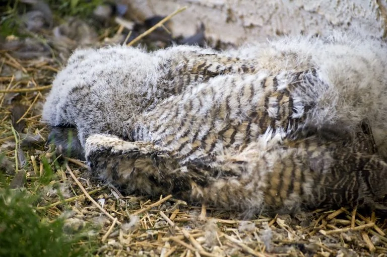 baby owl sleeping