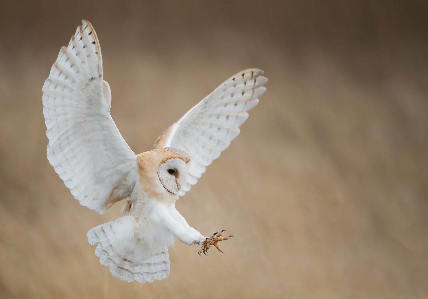 Lots of Hilarious Pictures of Owl Legs For You to Enjoy Bird Advisors